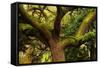 USA, Georgia, Savannah, Oak Tree with Moss and Resurrection Fern-Joanne Wells-Framed Stretched Canvas