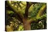 USA, Georgia, Savannah, Oak Tree with Moss and Resurrection Fern-Joanne Wells-Stretched Canvas