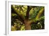 USA, Georgia, Savannah, Oak Tree with Moss and Resurrection Fern-Joanne Wells-Framed Photographic Print