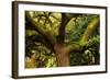 USA, Georgia, Savannah, Oak Tree with Moss and Resurrection Fern-Joanne Wells-Framed Photographic Print