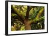 USA, Georgia, Savannah, Oak Tree with Moss and Resurrection Fern-Joanne Wells-Framed Photographic Print