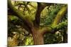 USA, Georgia, Savannah, Oak Tree with Moss and Resurrection Fern-Joanne Wells-Mounted Photographic Print