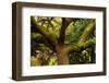 USA, Georgia, Savannah, Oak Tree with Moss and Resurrection Fern-Joanne Wells-Framed Photographic Print