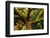 USA, Georgia, Savannah, Oak Tree with Moss and Resurrection Fern-Joanne Wells-Framed Photographic Print