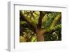 USA, Georgia, Savannah, Oak Tree with Moss and Resurrection Fern-Joanne Wells-Framed Photographic Print