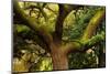 USA, Georgia, Savannah, Oak Tree with Moss and Resurrection Fern-Joanne Wells-Mounted Photographic Print