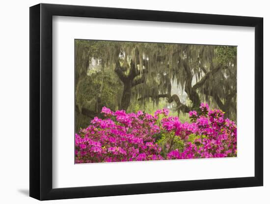 USA, Georgia, Savannah. Oak trees and azaleas at Bonaventure Cemetery in the spring-Joanne Wells-Framed Photographic Print