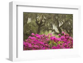 USA, Georgia, Savannah. Oak trees and azaleas at Bonaventure Cemetery in the spring-Joanne Wells-Framed Photographic Print