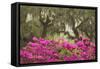 USA, Georgia, Savannah. Oak trees and azaleas at Bonaventure Cemetery in the spring-Joanne Wells-Framed Stretched Canvas