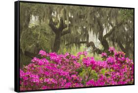 USA, Georgia, Savannah. Oak trees and azaleas at Bonaventure Cemetery in the spring-Joanne Wells-Framed Stretched Canvas