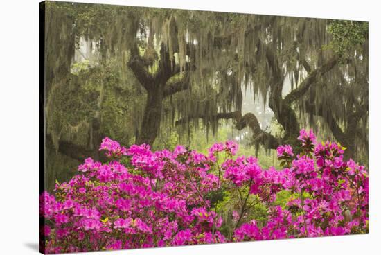 USA, Georgia, Savannah. Oak trees and azaleas at Bonaventure Cemetery in the spring-Joanne Wells-Stretched Canvas