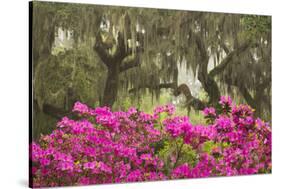 USA, Georgia, Savannah. Oak trees and azaleas at Bonaventure Cemetery in the spring-Joanne Wells-Stretched Canvas