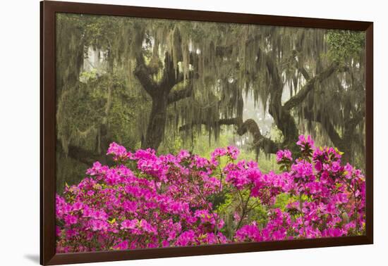 USA, Georgia, Savannah. Oak trees and azaleas at Bonaventure Cemetery in the spring-Joanne Wells-Framed Photographic Print