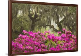 USA, Georgia, Savannah. Oak trees and azaleas at Bonaventure Cemetery in the spring-Joanne Wells-Framed Photographic Print