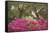 USA, Georgia, Savannah. Oak trees and azaleas at Bonaventure Cemetery in the spring-Joanne Wells-Framed Stretched Canvas