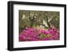 USA, Georgia, Savannah. Oak trees and azaleas at Bonaventure Cemetery in the spring-Joanne Wells-Framed Premium Photographic Print