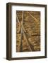 USA, Georgia, Savannah. Old railroad tracks along ballast stones at River Street.-Joanne Wells-Framed Photographic Print