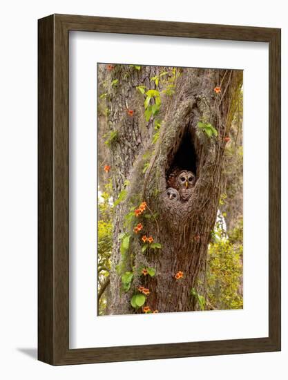 USA, Georgia, Savannah. Owl and baby at nest in oak tree with trumpet vine blooming.-Joanne Wells-Framed Photographic Print