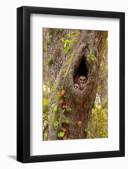 USA, Georgia, Savannah. Owl and baby at nest in oak tree with trumpet vine blooming.-Joanne Wells-Framed Photographic Print