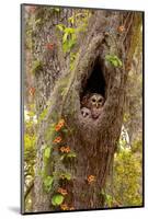 USA, Georgia, Savannah. Owl and baby at nest in oak tree with trumpet vine blooming.-Joanne Wells-Mounted Photographic Print