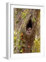 USA, Georgia, Savannah. Owl and baby at nest in oak tree with trumpet vine blooming.-Joanne Wells-Framed Photographic Print