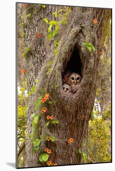 USA, Georgia, Savannah. Owl and baby at nest in oak tree with trumpet vine blooming.-Joanne Wells-Mounted Photographic Print