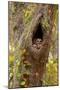 USA, Georgia, Savannah. Owl and baby at nest in oak tree with trumpet vine blooming.-Joanne Wells-Mounted Photographic Print