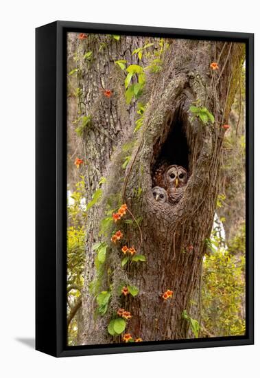 USA, Georgia, Savannah. Owl and baby at nest in oak tree with trumpet vine blooming.-Joanne Wells-Framed Stretched Canvas