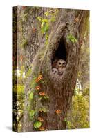 USA, Georgia, Savannah. Owl and baby at nest in oak tree with trumpet vine blooming.-Joanne Wells-Stretched Canvas