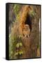 USA, Georgia, Savannah. Owl chick at nest in oak tree with trumpet vine blooming.-Joanne Wells-Framed Stretched Canvas