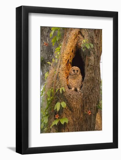 USA, Georgia, Savannah. Owl chick at nest in oak tree with trumpet vine blooming.-Joanne Wells-Framed Photographic Print