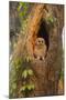 USA, Georgia, Savannah. Owl chick at nest in oak tree with trumpet vine blooming.-Joanne Wells-Mounted Photographic Print