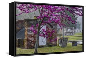 USA, Georgia, Savannah, Red Bud Tree in Colonial Park Cemetery-Joanne Wells-Framed Stretched Canvas