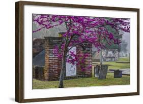 USA, Georgia, Savannah, Red Bud Tree in Colonial Park Cemetery-Joanne Wells-Framed Photographic Print