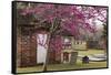 USA, Georgia, Savannah, Red Bud Tree in Colonial Park Cemetery-Joanne Wells-Framed Stretched Canvas