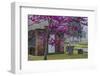 USA, Georgia, Savannah, Red Bud Tree in Colonial Park Cemetery-Joanne Wells-Framed Photographic Print