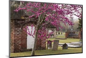 USA, Georgia, Savannah, Red Bud Tree in Colonial Park Cemetery-Joanne Wells-Mounted Photographic Print