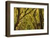 USA, Georgia, Savannah, Spanish Moss Covered Oaks-Joanne Wells-Framed Photographic Print