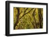 USA, Georgia, Savannah, Spanish Moss Covered Oaks-Joanne Wells-Framed Photographic Print