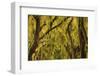 USA, Georgia, Savannah, Spanish Moss Covered Oaks-Joanne Wells-Framed Photographic Print