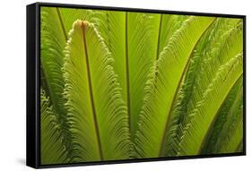 USA, Georgia, Savannah. Spring frond growth of a sago palm.-Joanne Wells-Framed Stretched Canvas