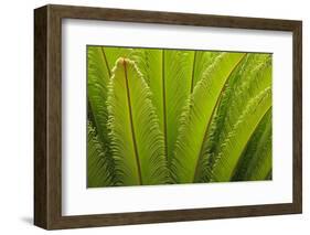 USA, Georgia, Savannah. Spring frond growth of a sago palm.-Joanne Wells-Framed Photographic Print