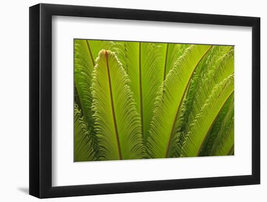 USA, Georgia, Savannah. Spring frond growth of a sago palm.-Joanne Wells-Framed Photographic Print