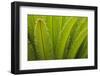 USA, Georgia, Savannah. Spring frond growth of a sago palm.-Joanne Wells-Framed Photographic Print