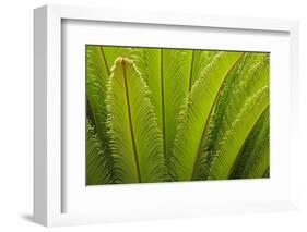 USA, Georgia, Savannah. Spring frond growth of a sago palm.-Joanne Wells-Framed Photographic Print