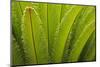 USA, Georgia, Savannah. Spring frond growth of a sago palm.-Joanne Wells-Mounted Photographic Print