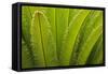 USA, Georgia, Savannah. Spring frond growth of a sago palm.-Joanne Wells-Framed Stretched Canvas