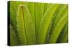 USA, Georgia, Savannah. Spring frond growth of a sago palm.-Joanne Wells-Stretched Canvas