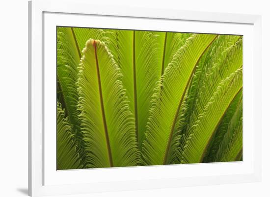 USA, Georgia, Savannah. Spring frond growth of a sago palm.-Joanne Wells-Framed Photographic Print