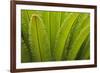 USA, Georgia, Savannah. Spring frond growth of a sago palm.-Joanne Wells-Framed Photographic Print